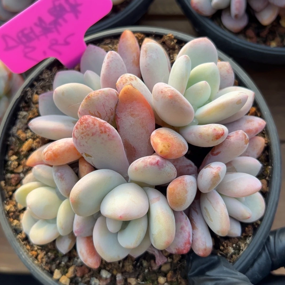 粉兔11111111111111