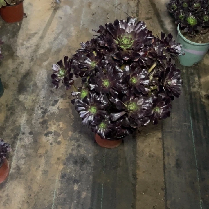 53圆叶多肉多肉植物多肉