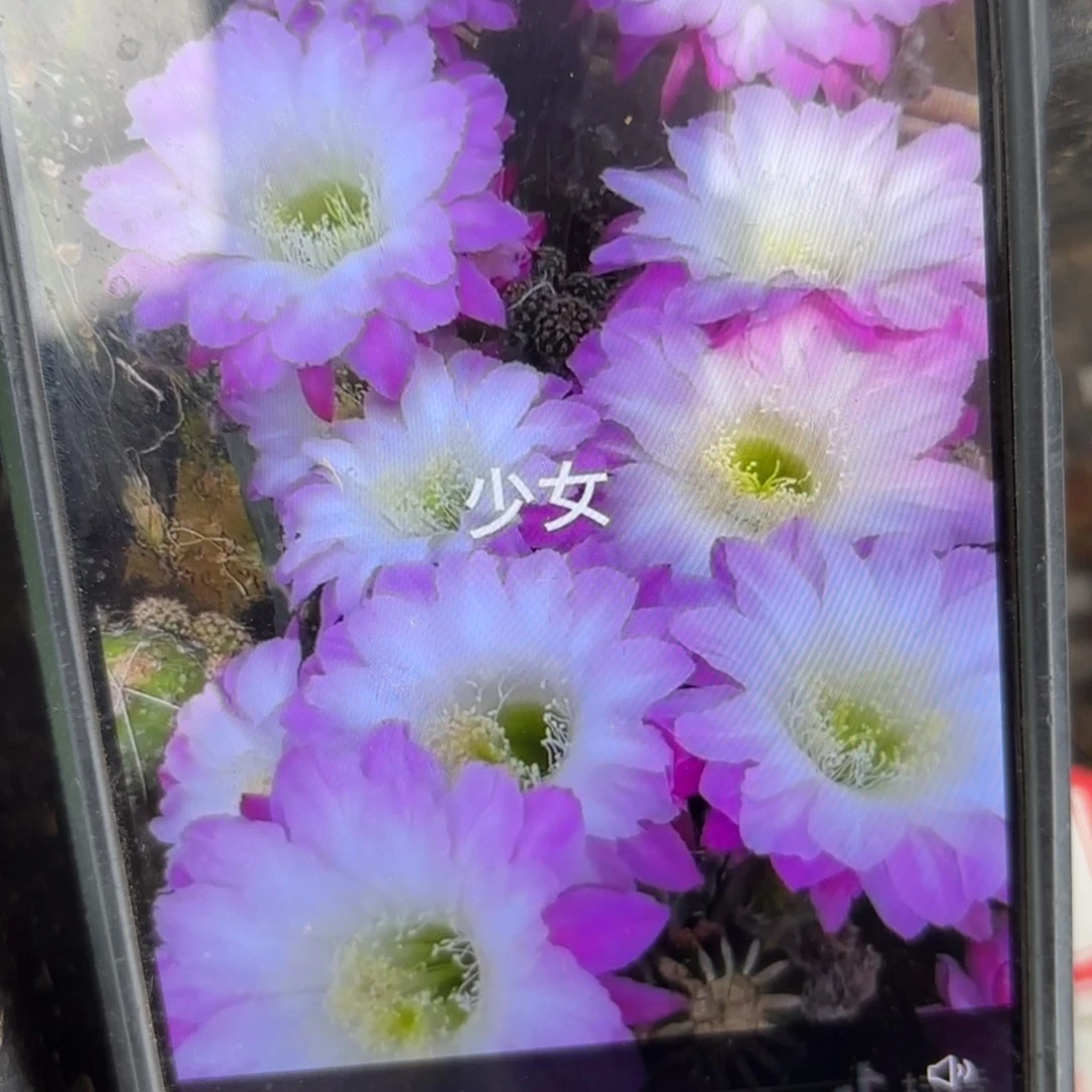 少女彩侧牙20包邮仙人球4