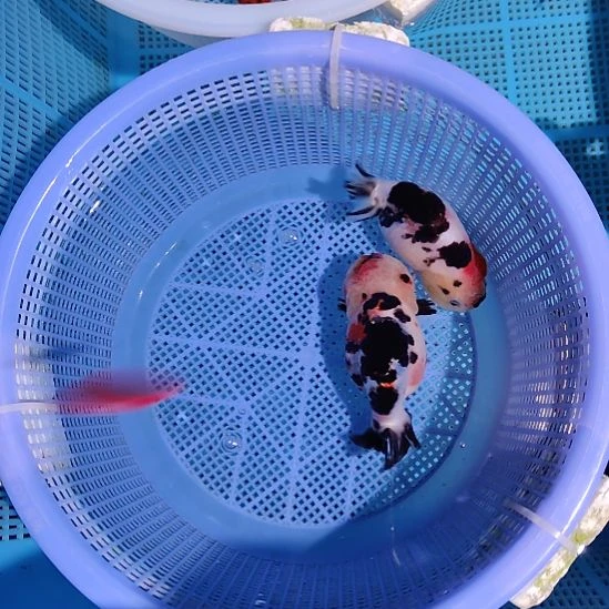 金鱼032兰寿两只特价顺丰包邮