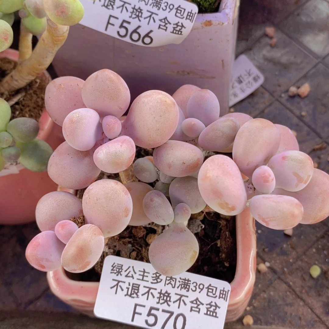 腰子桃蛋6cm570多肉植物