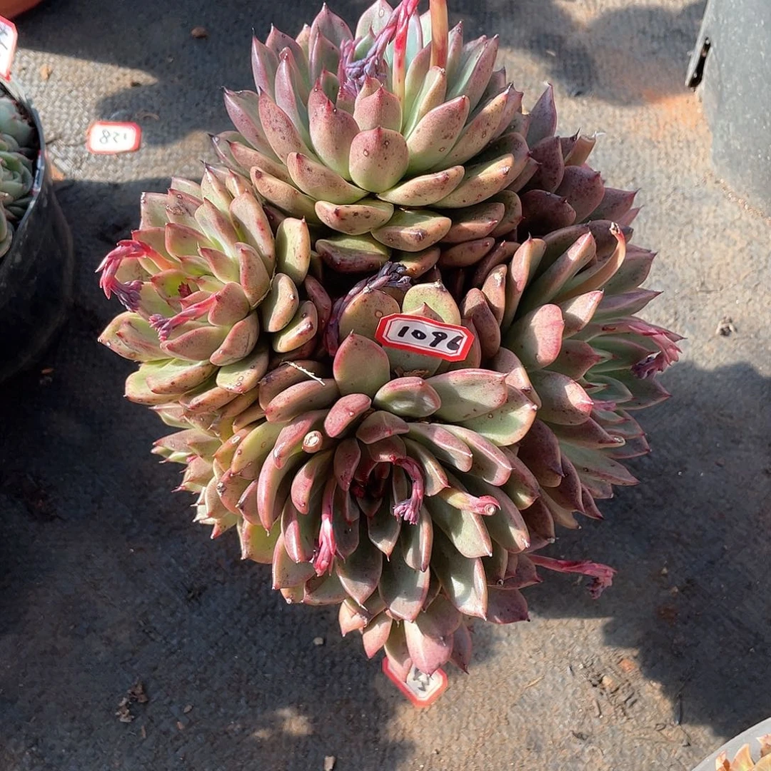 1096水晶 一物一拍多肉