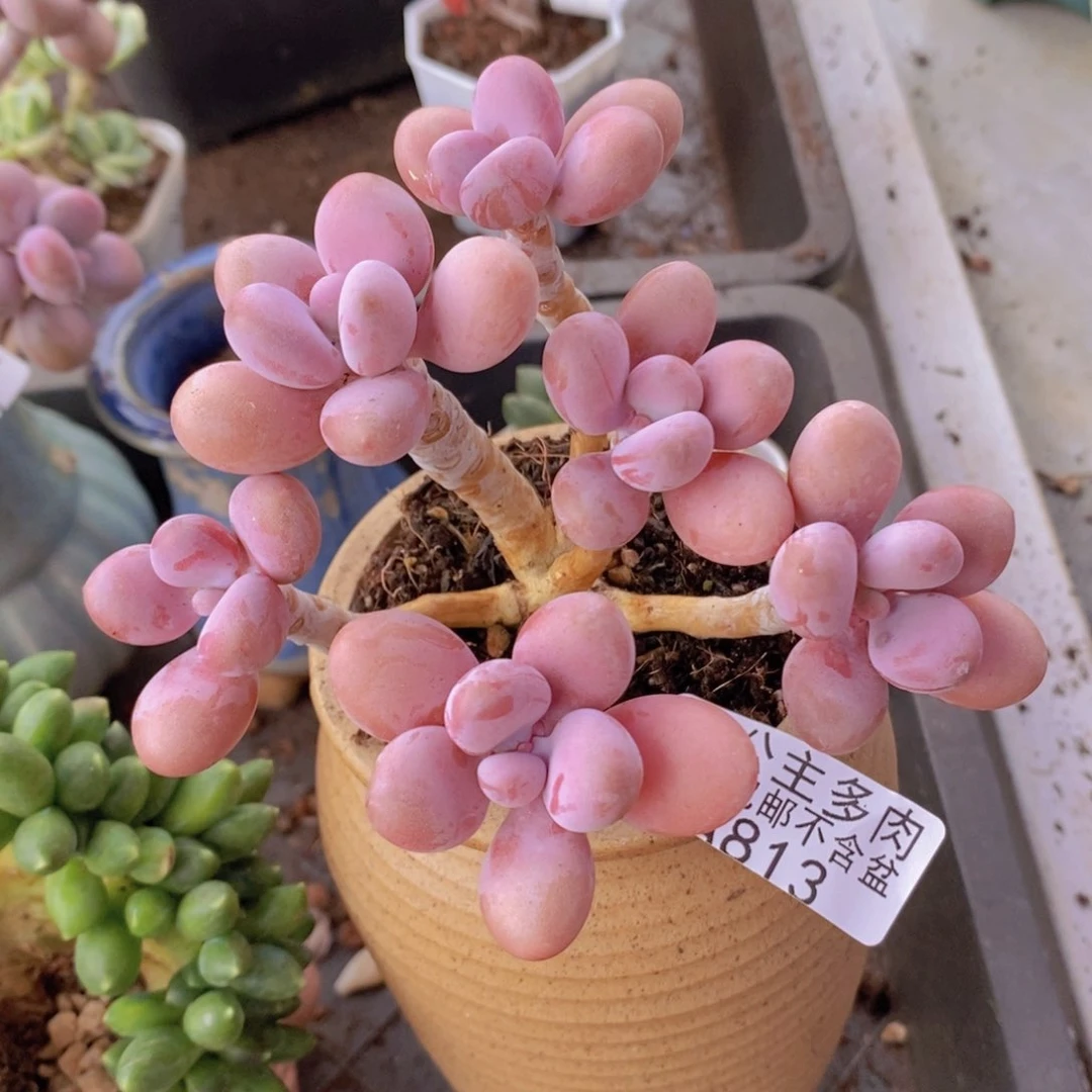 糖果桃蛋老桩10cm813多肉植物