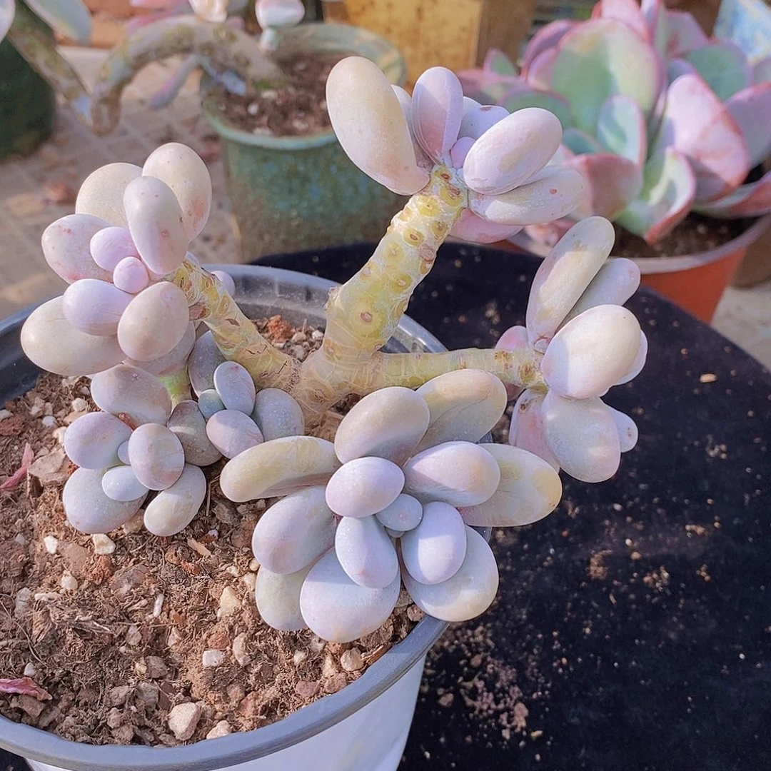 多肉植物非常福利烟美人