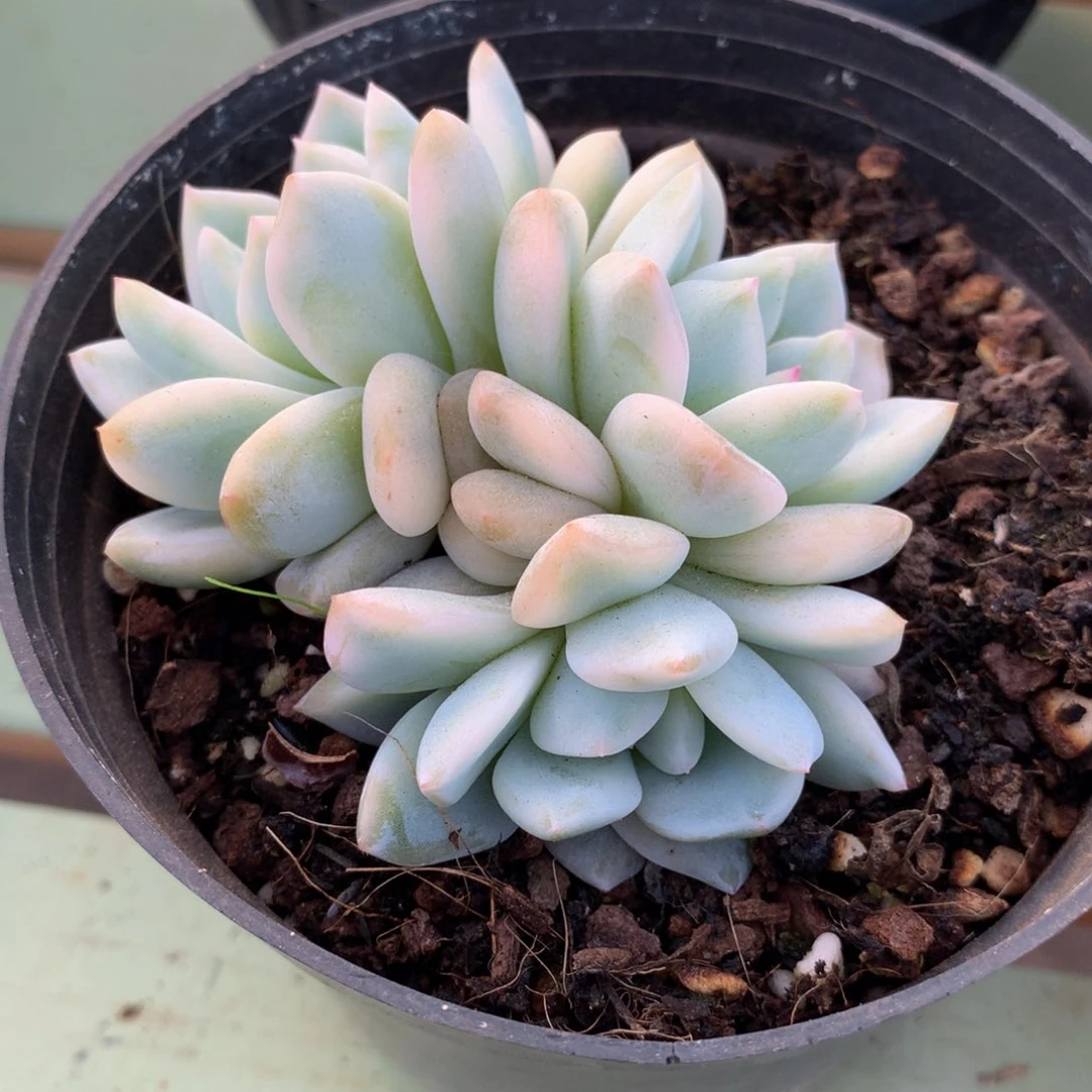 用****4梦露锦底座