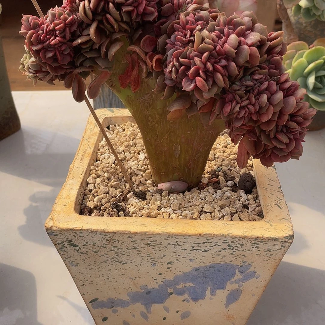 大红袍缀多肉多肉多肉