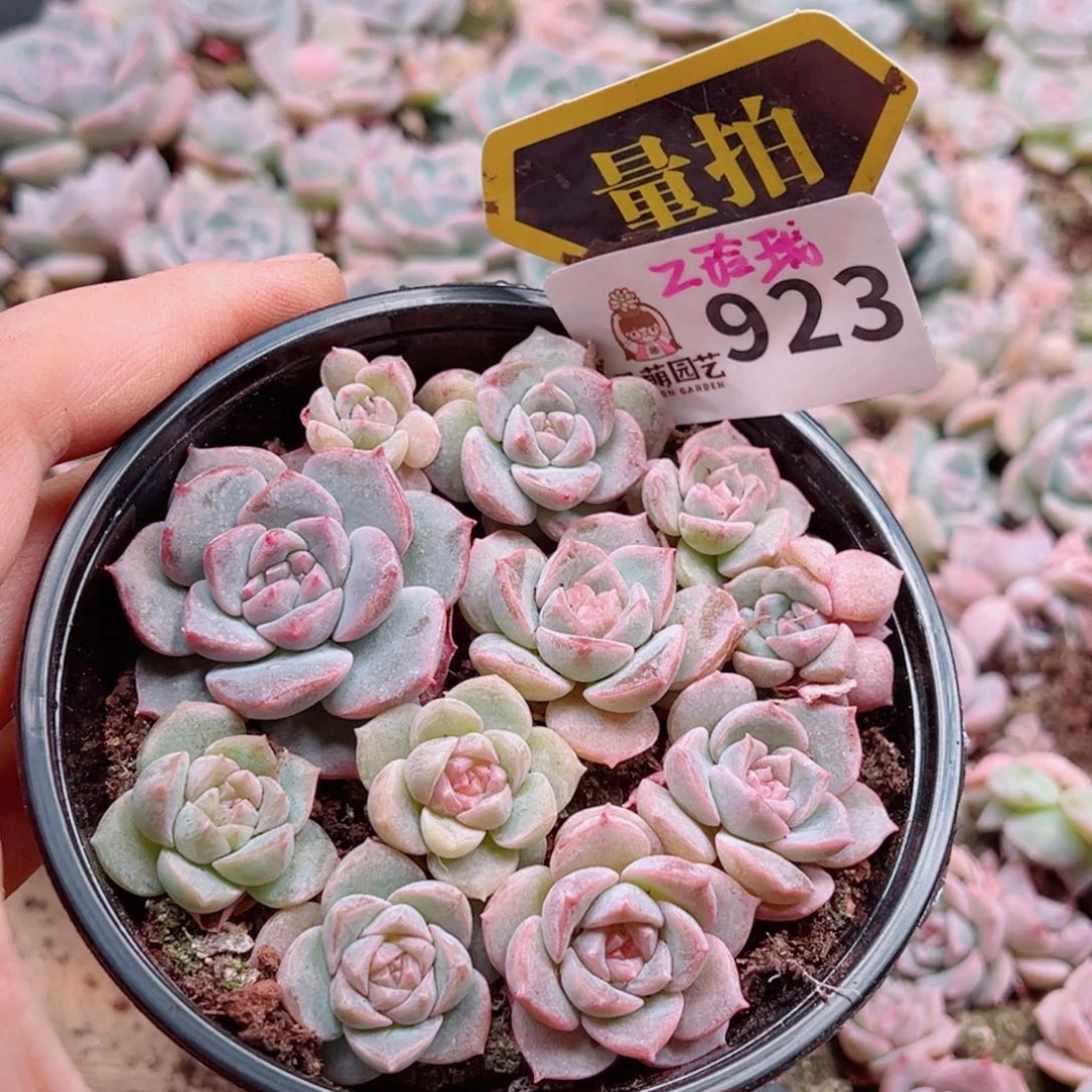 多肉植物多肉植物