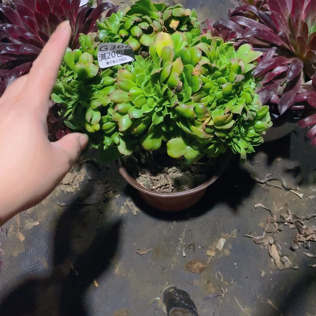 368小叶香炉盘缀化多肉小损不包