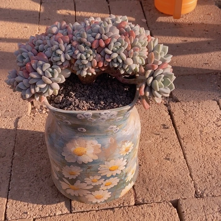 安之若素精品多肉