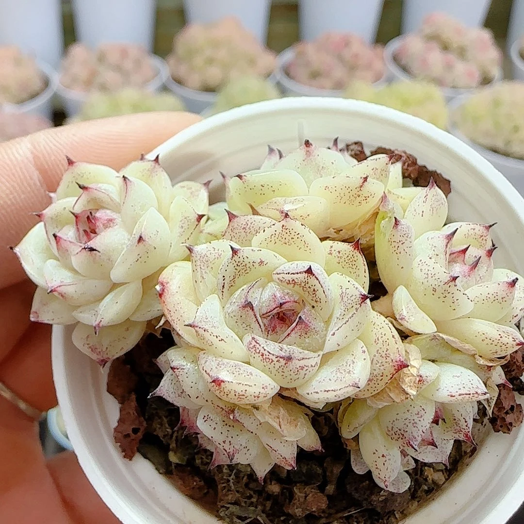 0103-119（小魔仙优选）