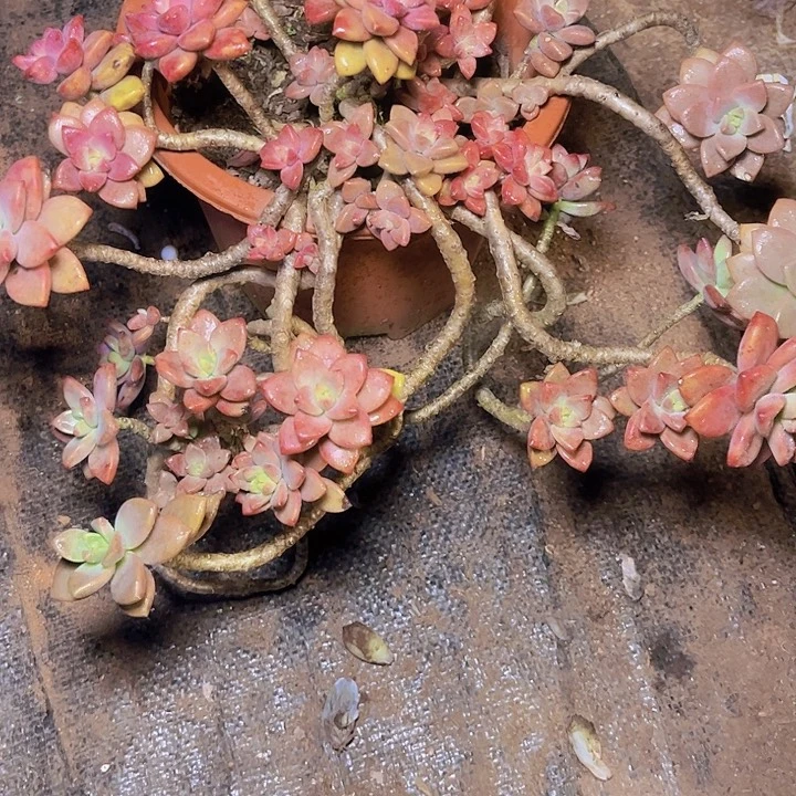 阿***儿不敢看的话可以不放我回家