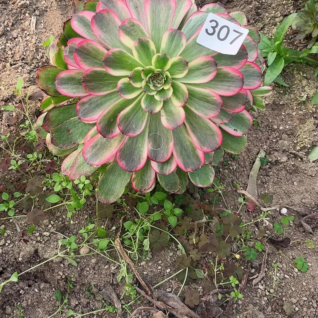 多肉植物烟花307