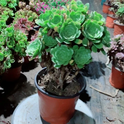 绿杨蓉多肉植物法师15号
