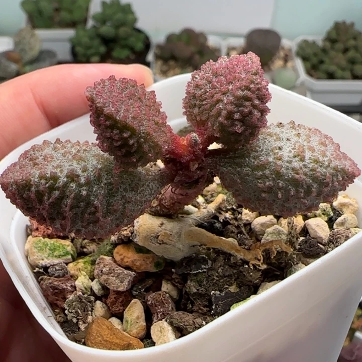 43号园艺水泡多肉植物