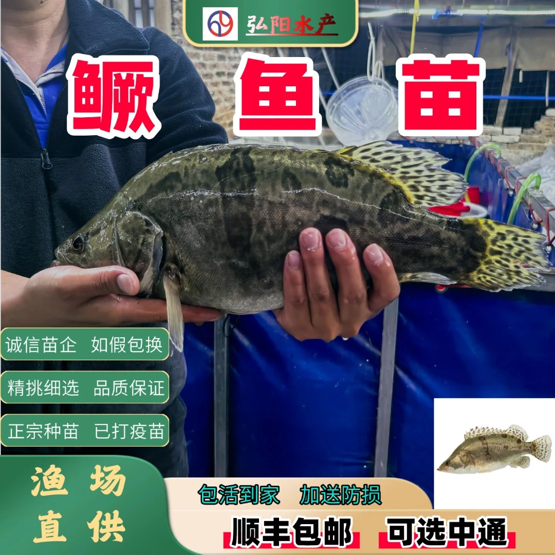 鳜鱼苗 包活包邮 淡水养殖 凶猛  活体观赏用  食用  量大