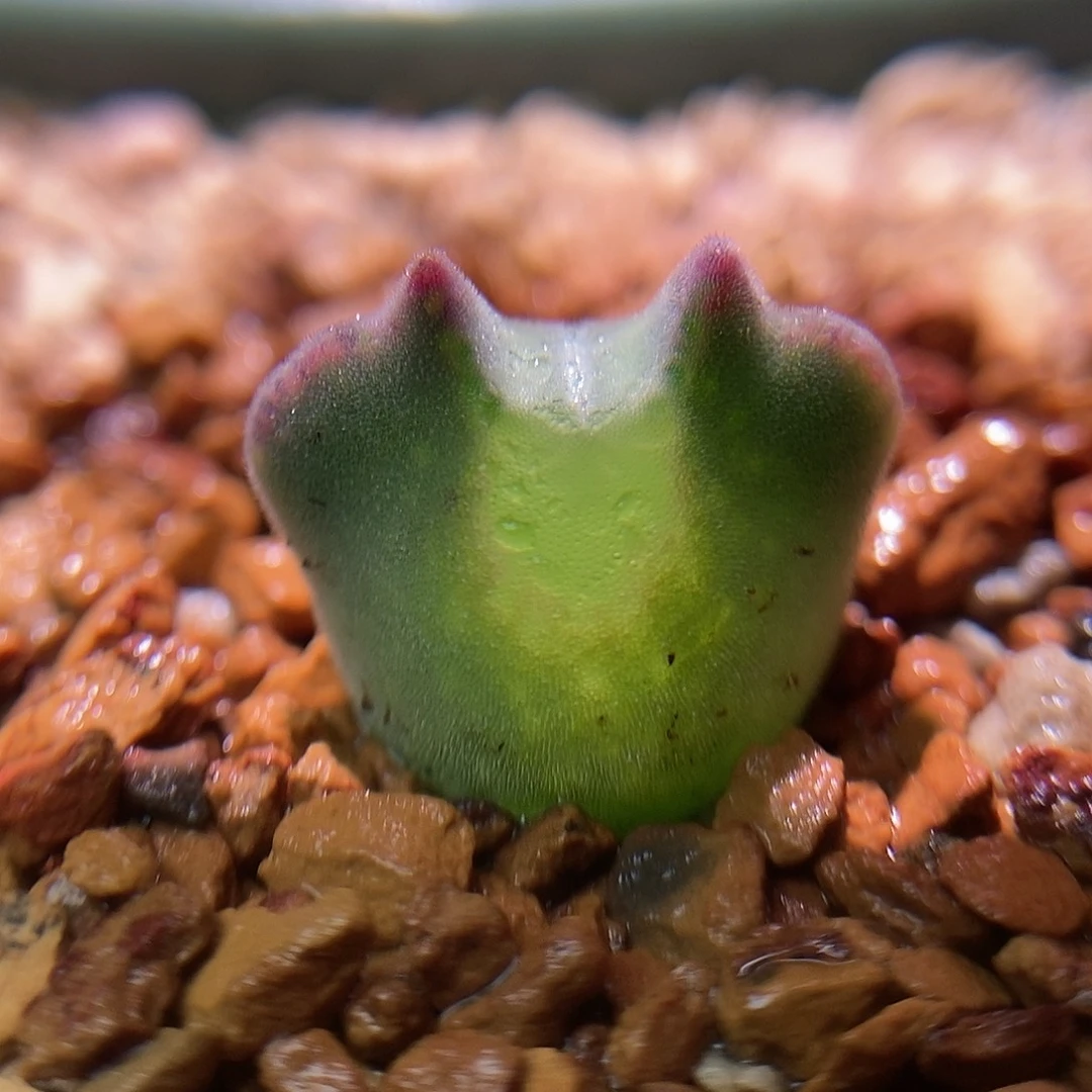 793大眼睛一颗三年尺寸1.4➕