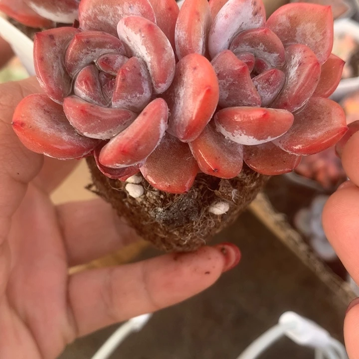 血茶 一物一拍。包邮