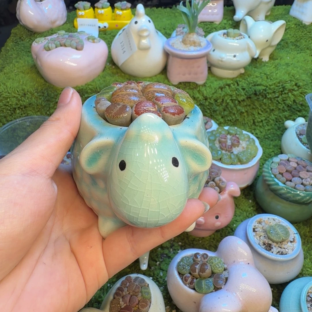 哪***吒多肉葡萄的季节性1360