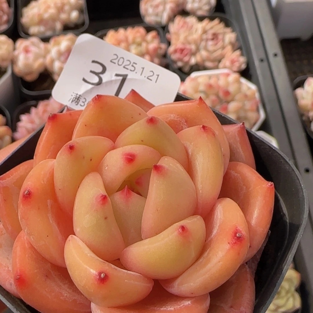 Q橙单头一颗脱土发货