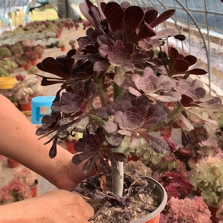 166圆叶黑多肉植物