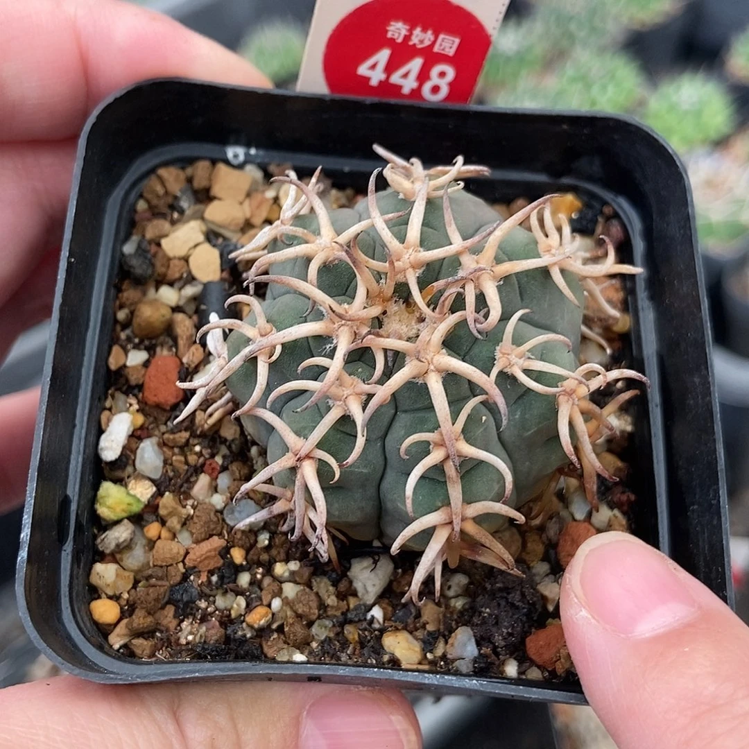 自根猫爪一棵仙人球3688