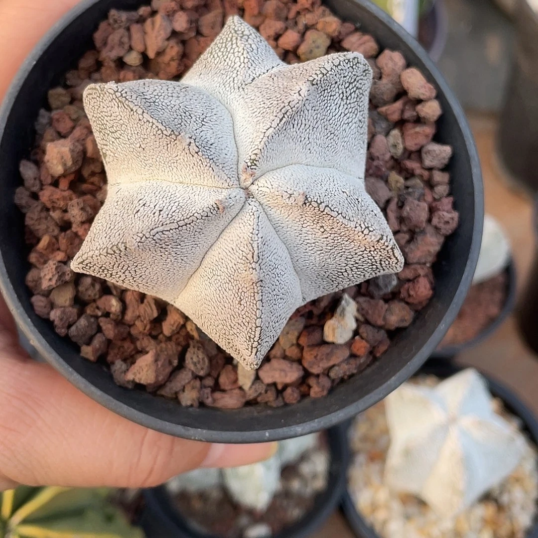 小***芬仙人球实生恩冢鸾凤玉