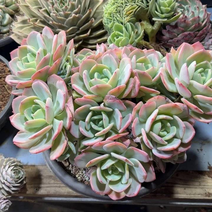 白月光，一物一拍，看好下单