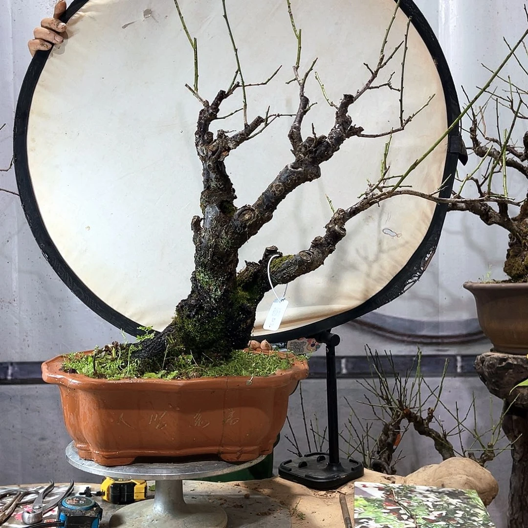 无花朵玉蝶梅花老桩1111