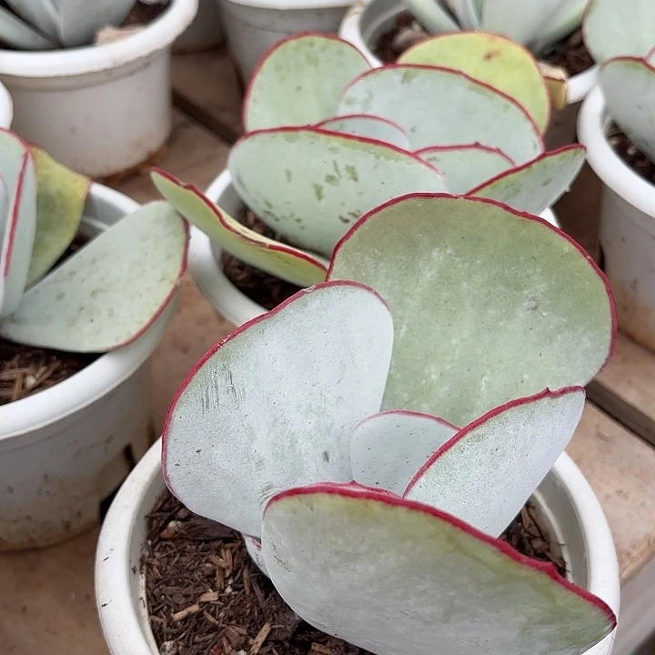 白眉单头拍一发二