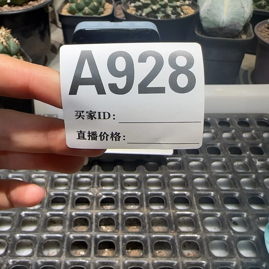 M***货实生仙人球特价一颗