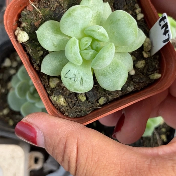 上盆甜心147一个多肉