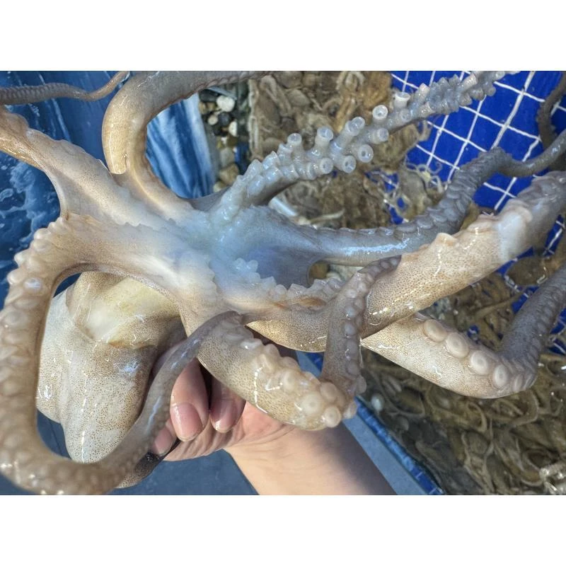 渤海湾野生海捕八爪鱼