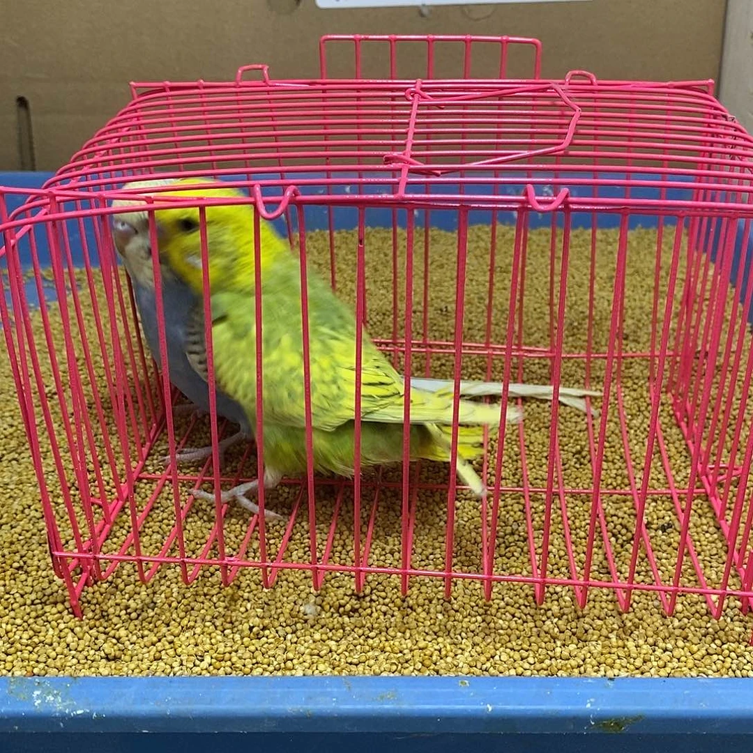 虎皮鹦鹉大头一对