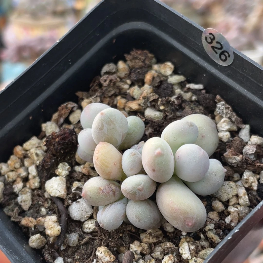 二代西瓜奶酪多肉植物