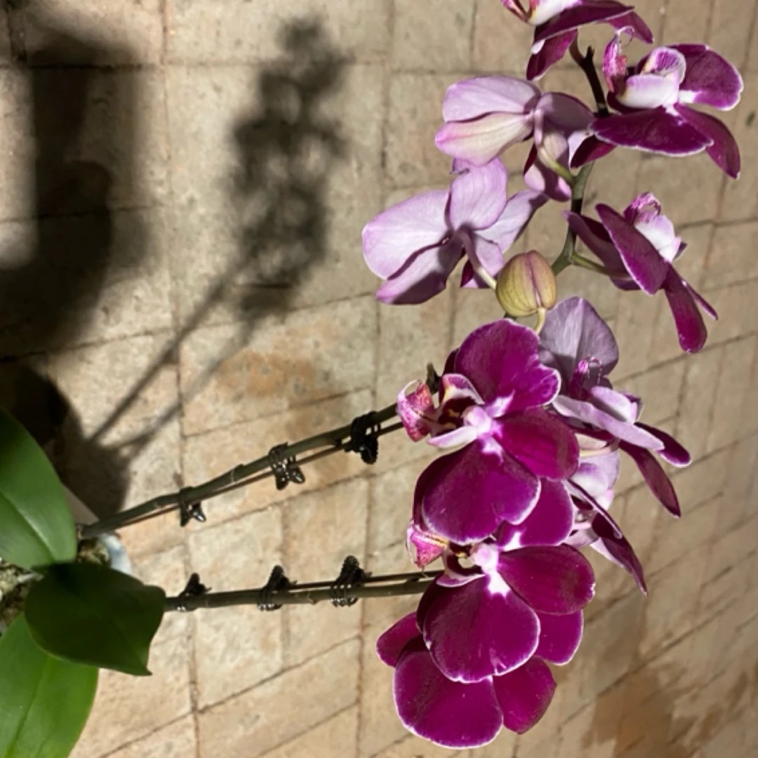 蝴蝶兰科尔马盆栽大苗带花剑带花苞四季开花秋冬耐寒年宵鲜花室内花卉绿植好养易活