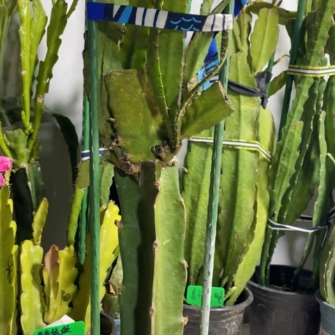 当前无花栽培后可以开花167