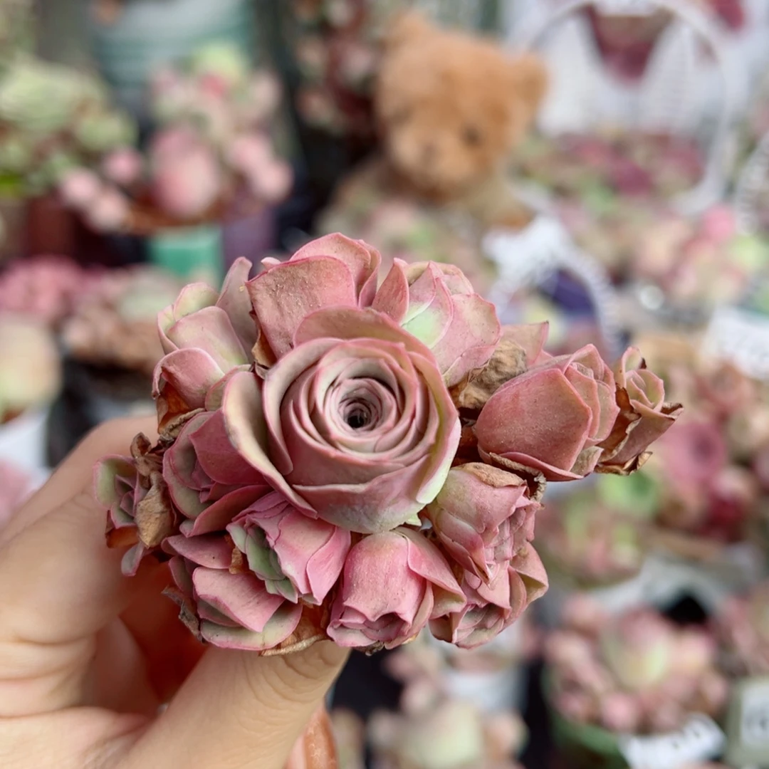 791落樱手捧花。