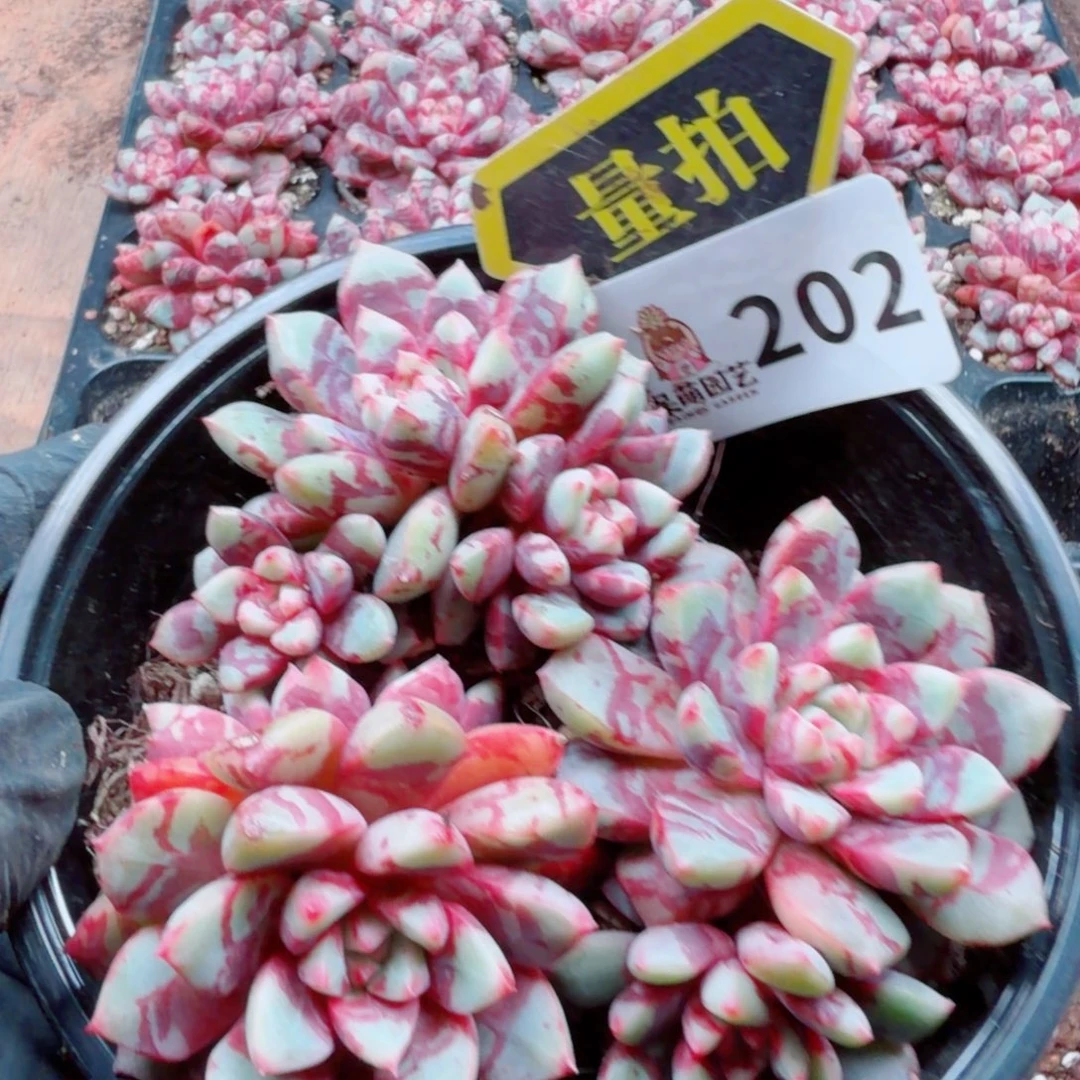 多肉植物多肉植物