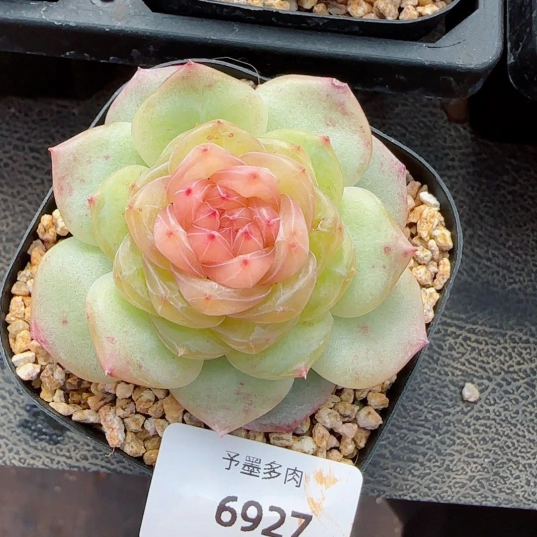 软糖珍妮，6927多肉植物