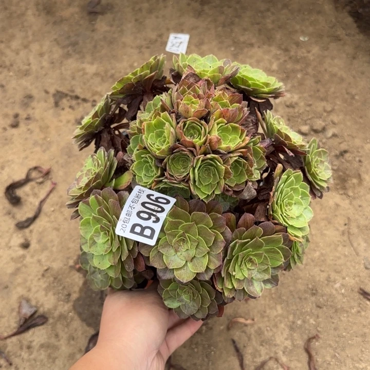 花月夜……多肉植物……