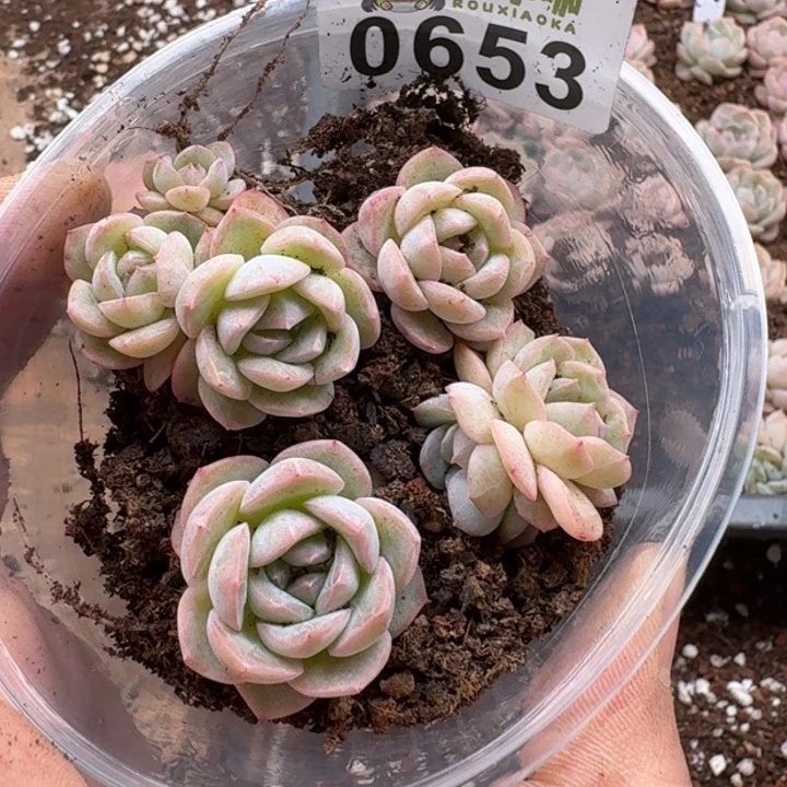 多肉植物多肉植物