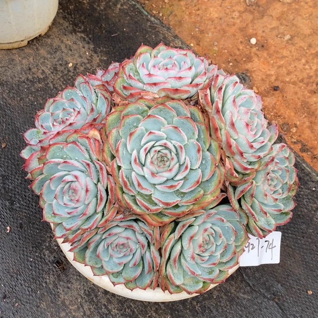 夏悦多肉927-74侧影