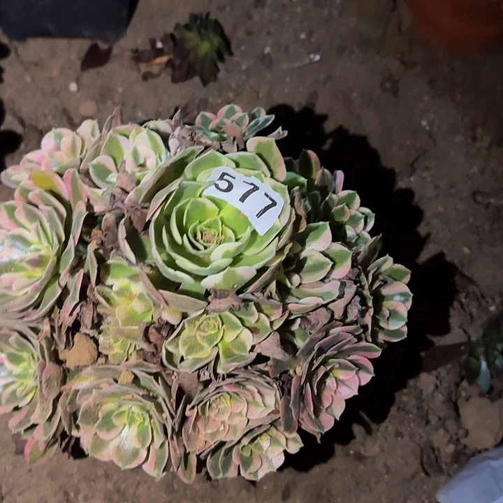 577妖月多肉植物不售后