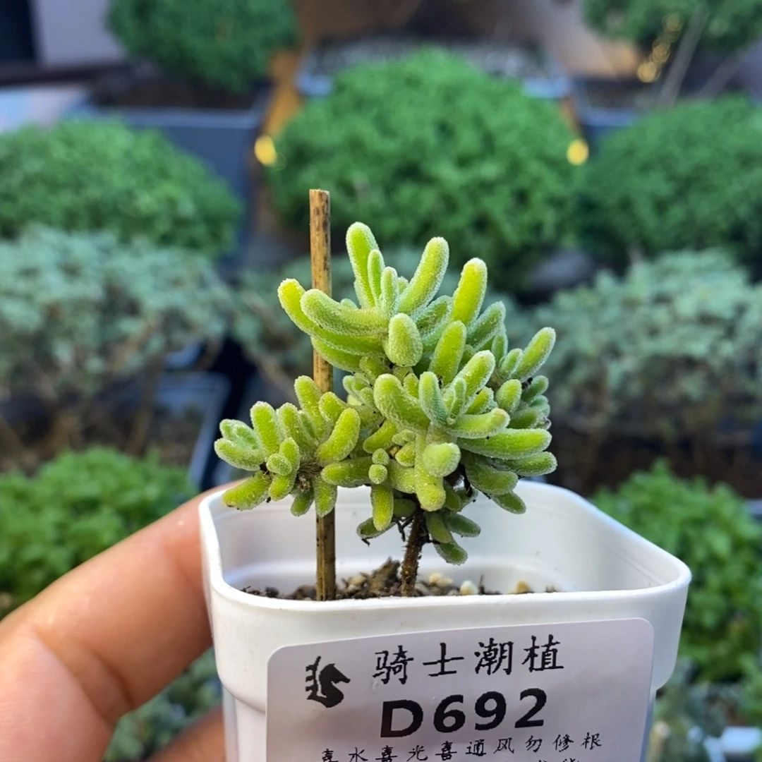 692实生优选橙叶枝干番杏