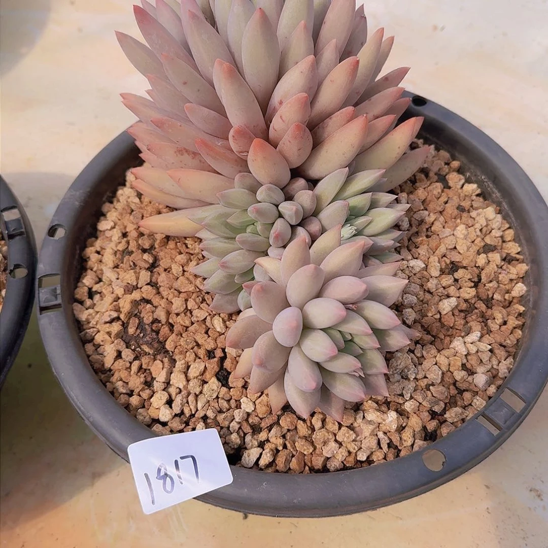 美**量1817红蜻蜓多肉