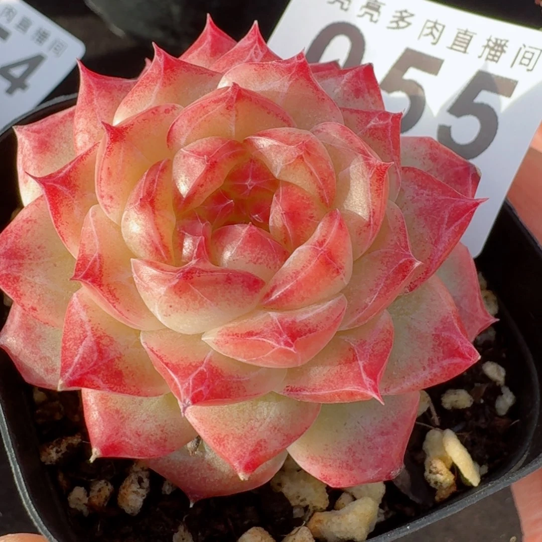 玄月珍妮      愿你一路坦途，乘风破浪展宏图