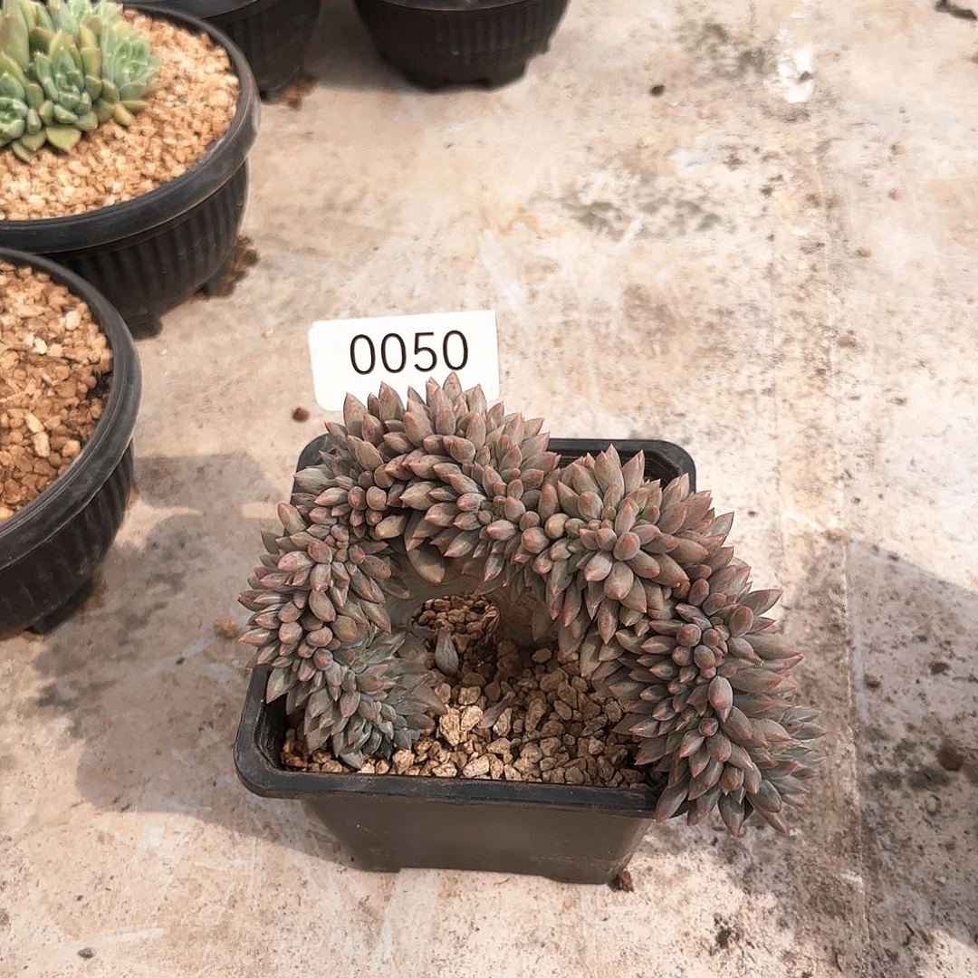 红蜻蜓缀。 0050号。