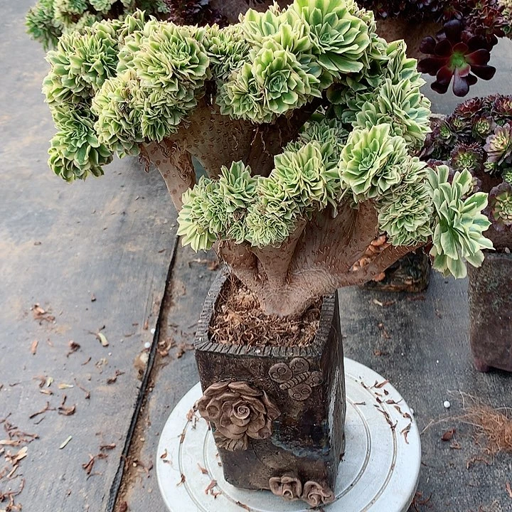 碧玉缀脱土发货啊