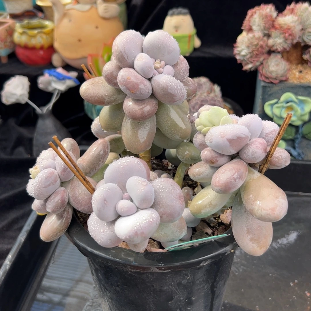 从前慢花园多肉编号1216-96