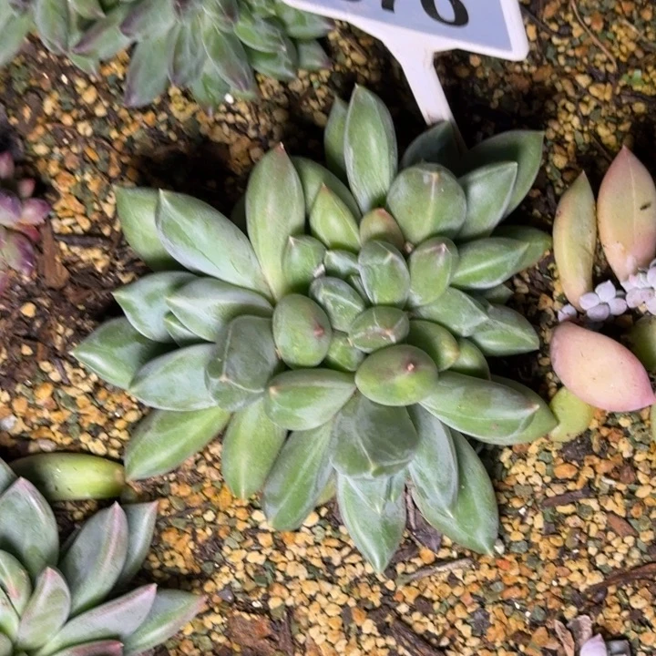 多肉植物重楼群670